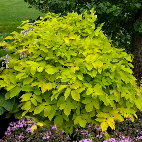 Aralia Cordata "Sun King" 2020 Perennial Plant of the Year