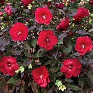 Midnight Marvel Hardy Hibiscus Rose Mallow