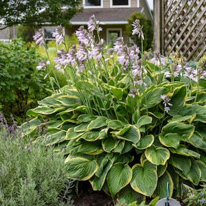 Hosta Fortunei Areomarginata Live Perennial Plant
