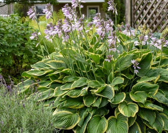 Hosta Fortunei Areomarginata Live Perennial Plant