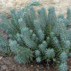 Blue Spruce Groundcover Sedum Live Plant