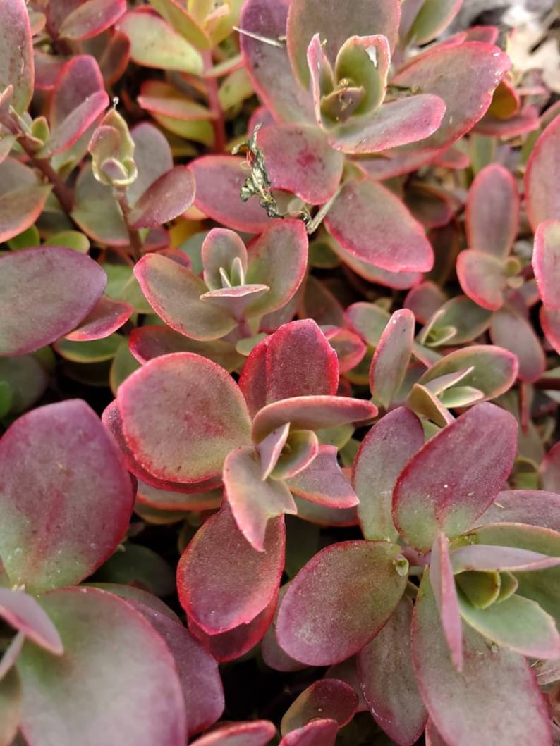 ChattanoogaGardens Sedum Sun Sparkler Wildfire - Thumbnail 3