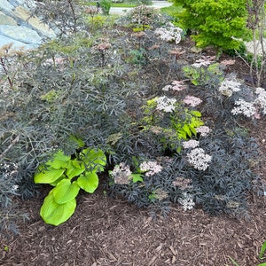 Sambucus Nigra Black Lace Elderberry Live Plant image 5