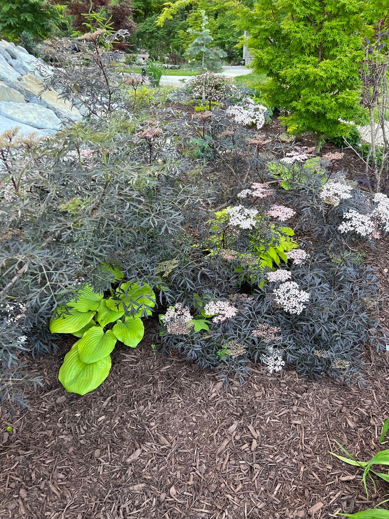 Sambucus Nigra Black Lace Elderberry Live Plant image 5