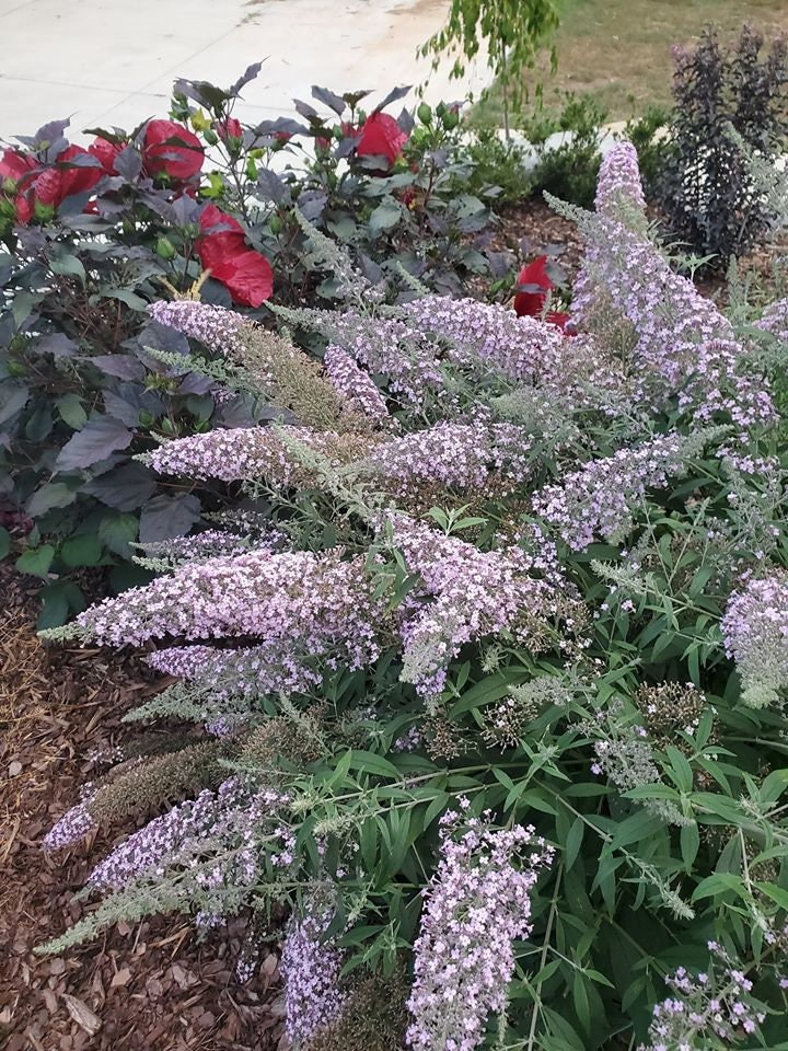 Buddleja Davidii Grand Cascade Plug Plant Butterfly Bush