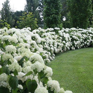 May include: A lush garden bed overflowing with white hydrangea flowers. The flowers are in full bloom, creating a dense, textured display. Green grass and trees form a backdrop.