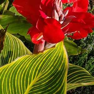 Canna Red Tiger