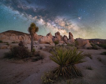 Desert Glow at Joshua Tree National Park