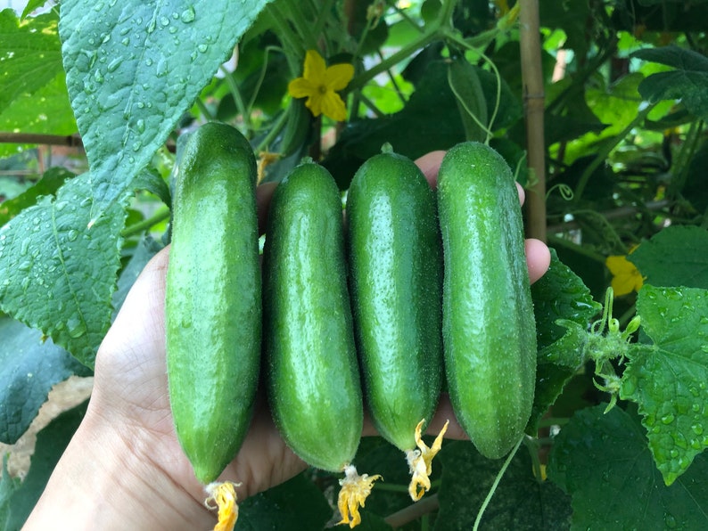 20 Organic mini cucumber seeds/ sweet crunchy and juicy Etsy