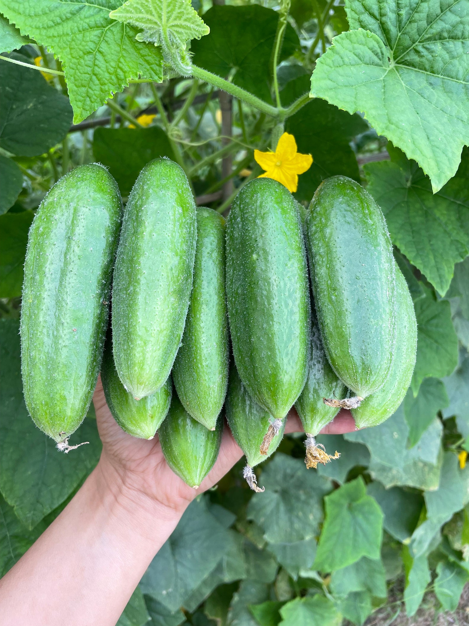 20 Organic mini cucumber seeds/ sweet crunchy and juicy Etsy