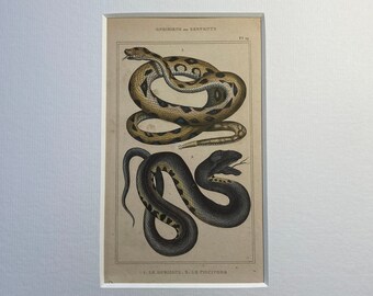 Antique Snakes Print Hand-Coloured Mounted C19th French Animal Engraving 11 x 14 Recently Mounted Rattlesnake Water Snake
