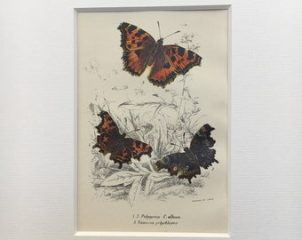 Antique 19th Century Insect Print Butterflies Recently Mounted 9" x 11" Chromolithograph