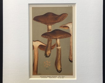 Antique Vintage Print Mushroom Botanical Cortinarius Brunneus late C19th 1887 Food Plant Kitchen Epping Forest Garden