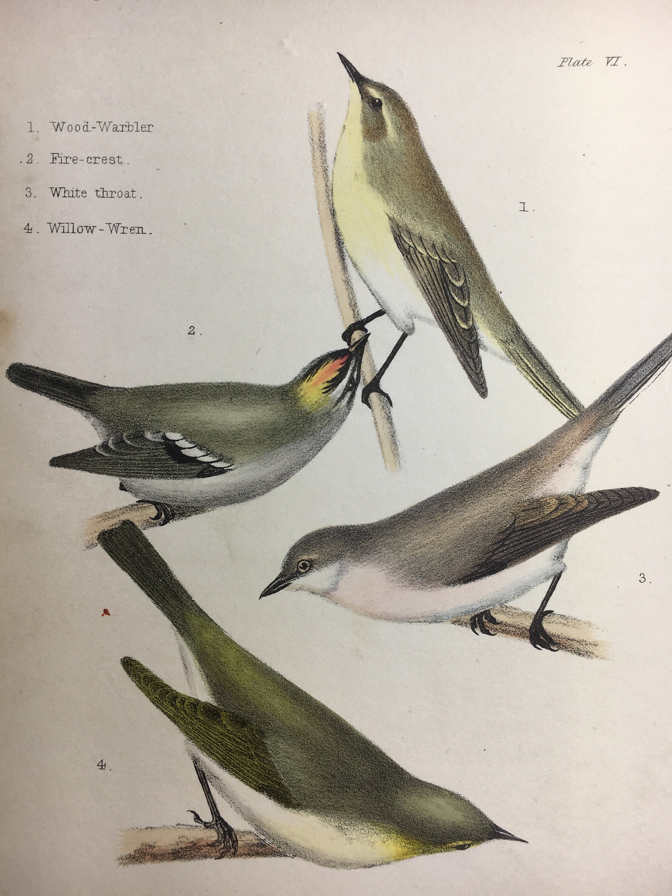 Antique Rare Bird Print Handcoloured Recently Mounted C1849 Animal