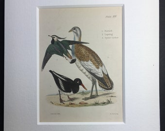 Antique Rare Bird Print Hand-Coloured Recently Mounted C1849 Animal Bustard Lapwing Oyster-Catcher
