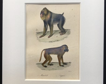 Antique Monkeys Print Hand-Coloured Mounted C19th French Animal Engraving 9 X 11 Recently Mounted Mandrill