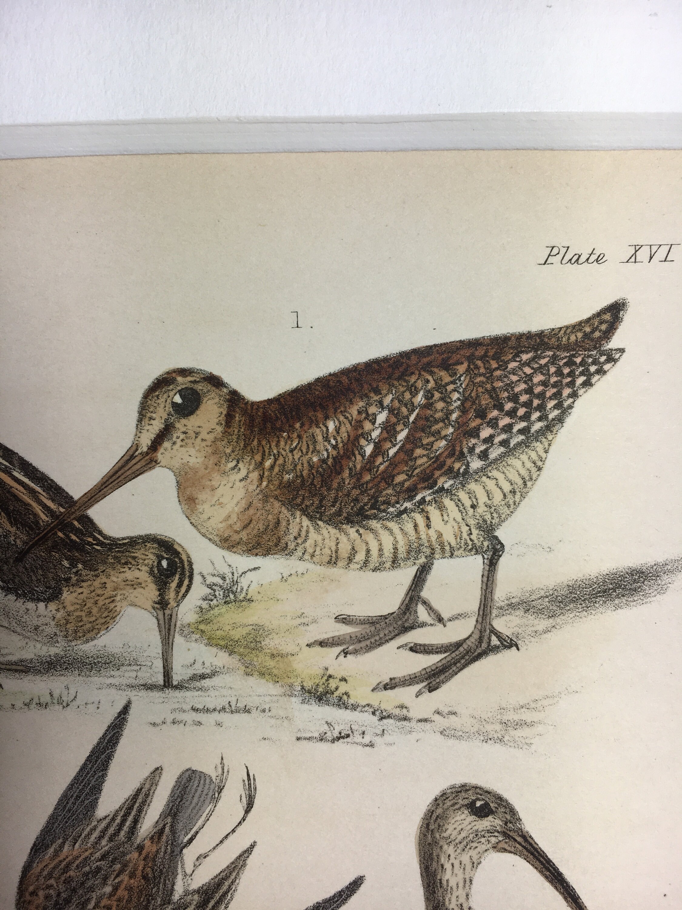 Antique Rare Bird Print Handcoloured Recently Mounted C1849 Animal