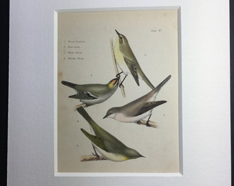 Antique Rare Bird Print Hand-Coloured Recently Mounted C1849 Animal Wood-Warbler Fire-Crest White Throat Willow-Wren