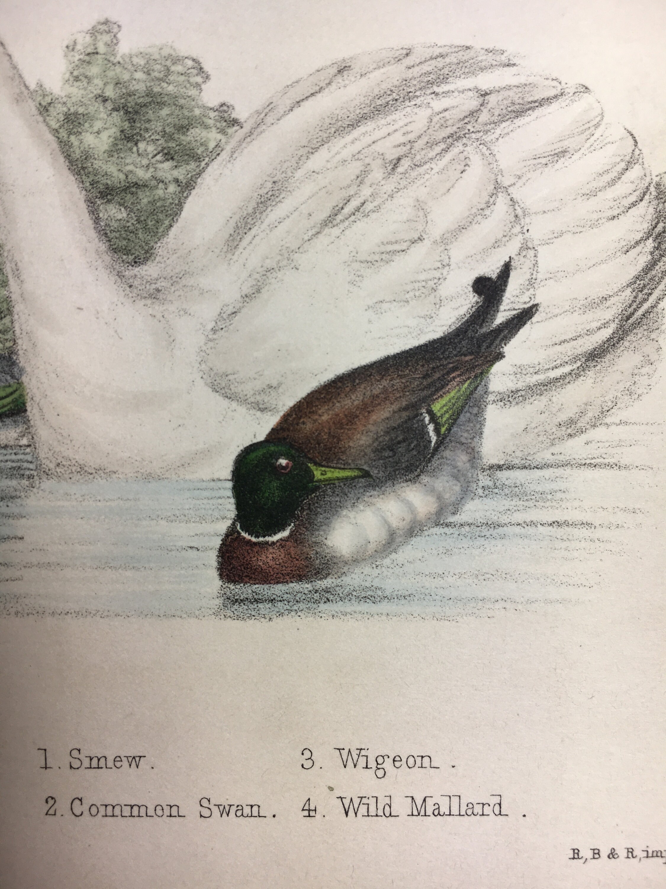 Antique Rare Bird Print Handcoloured Recently Mounted C1849 Etsy UK