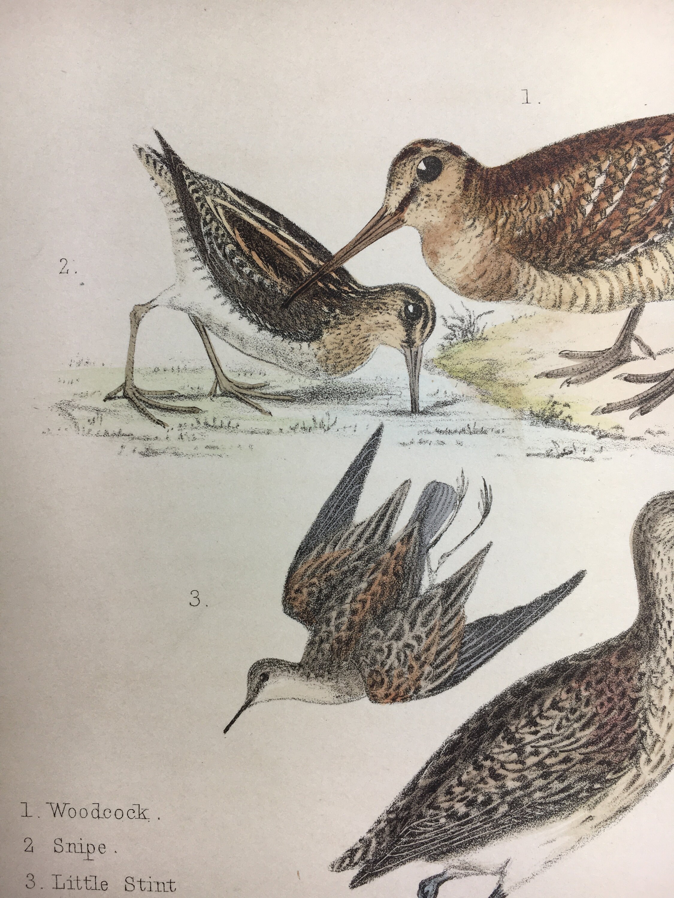 Antique Rare Bird Print Handcoloured Recently Mounted C1849 Animal