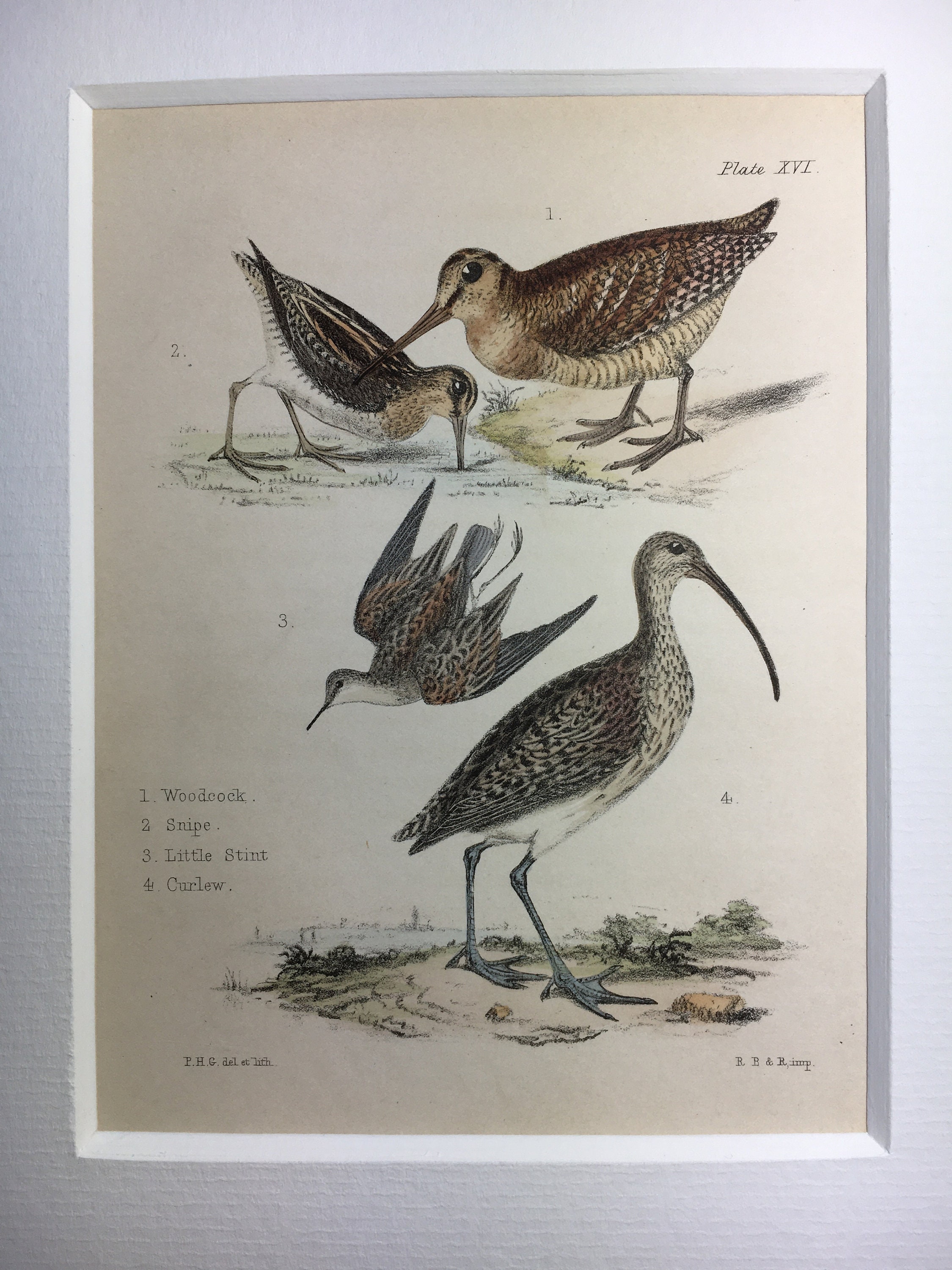 Antique Rare Bird Print Handcoloured Recently Mounted C1849 Animal