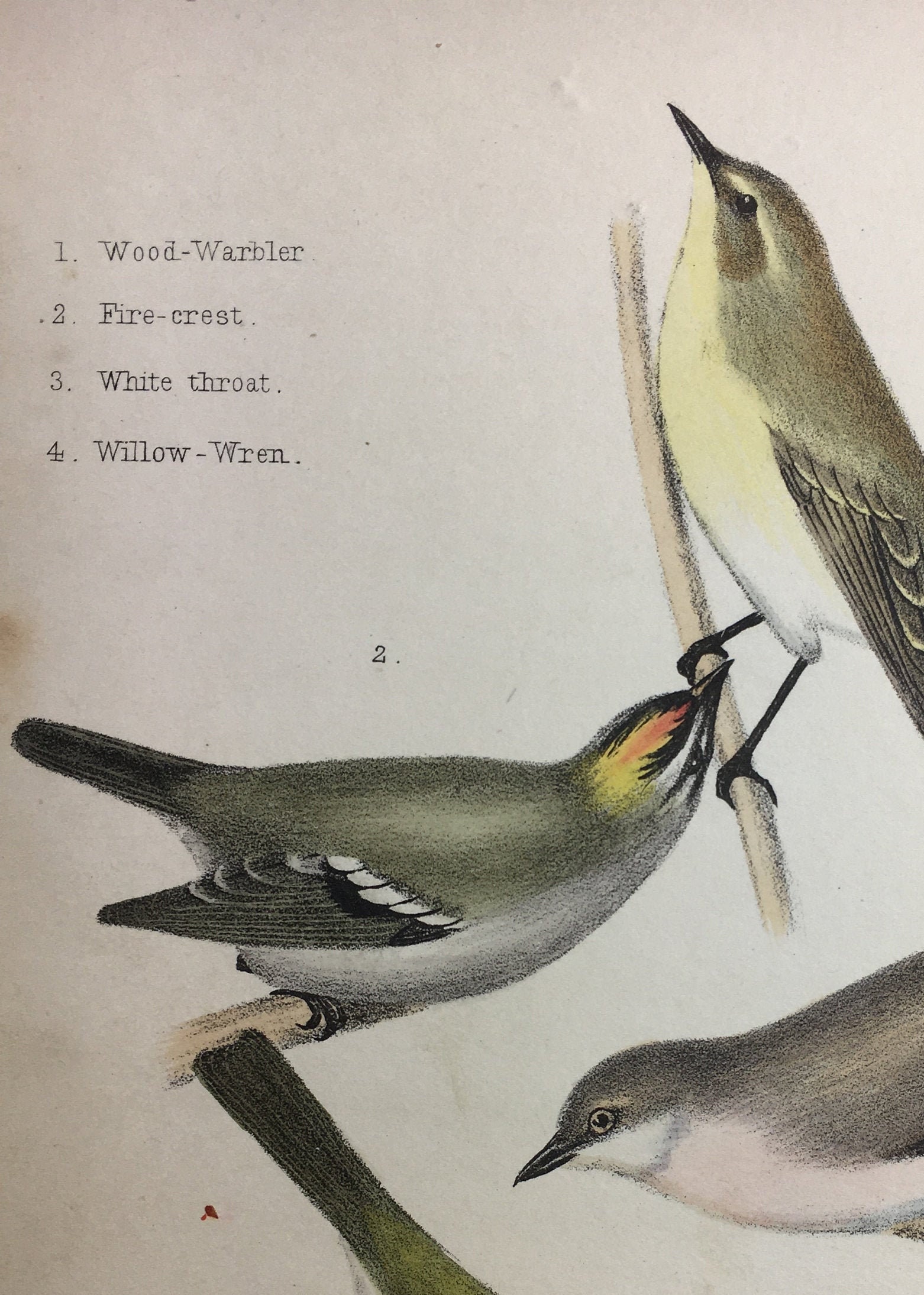 Antique Rare Bird Print Handcoloured Recently Mounted C1849 Animal