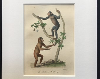 Antique Monkeys Print Hand-Coloured Mounted C19th French Animal Engraving 9 X 11 Recently Mounted