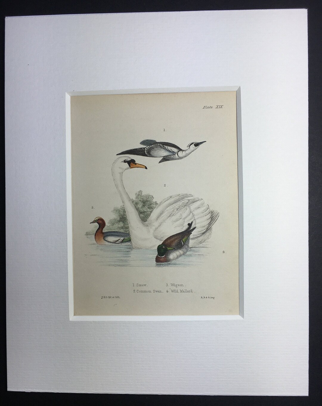 Antique Rare Bird Print Handcoloured Recently Mounted C1849 Animal