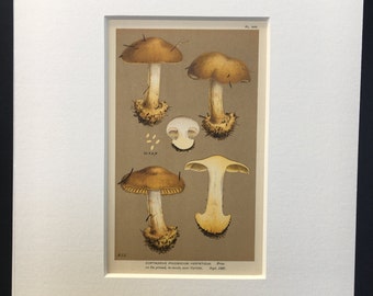Antique Vintage Print Mushroom Botanical Cortinarius Herpeticus late C19th 1887 Food Plant Kitchen Garden