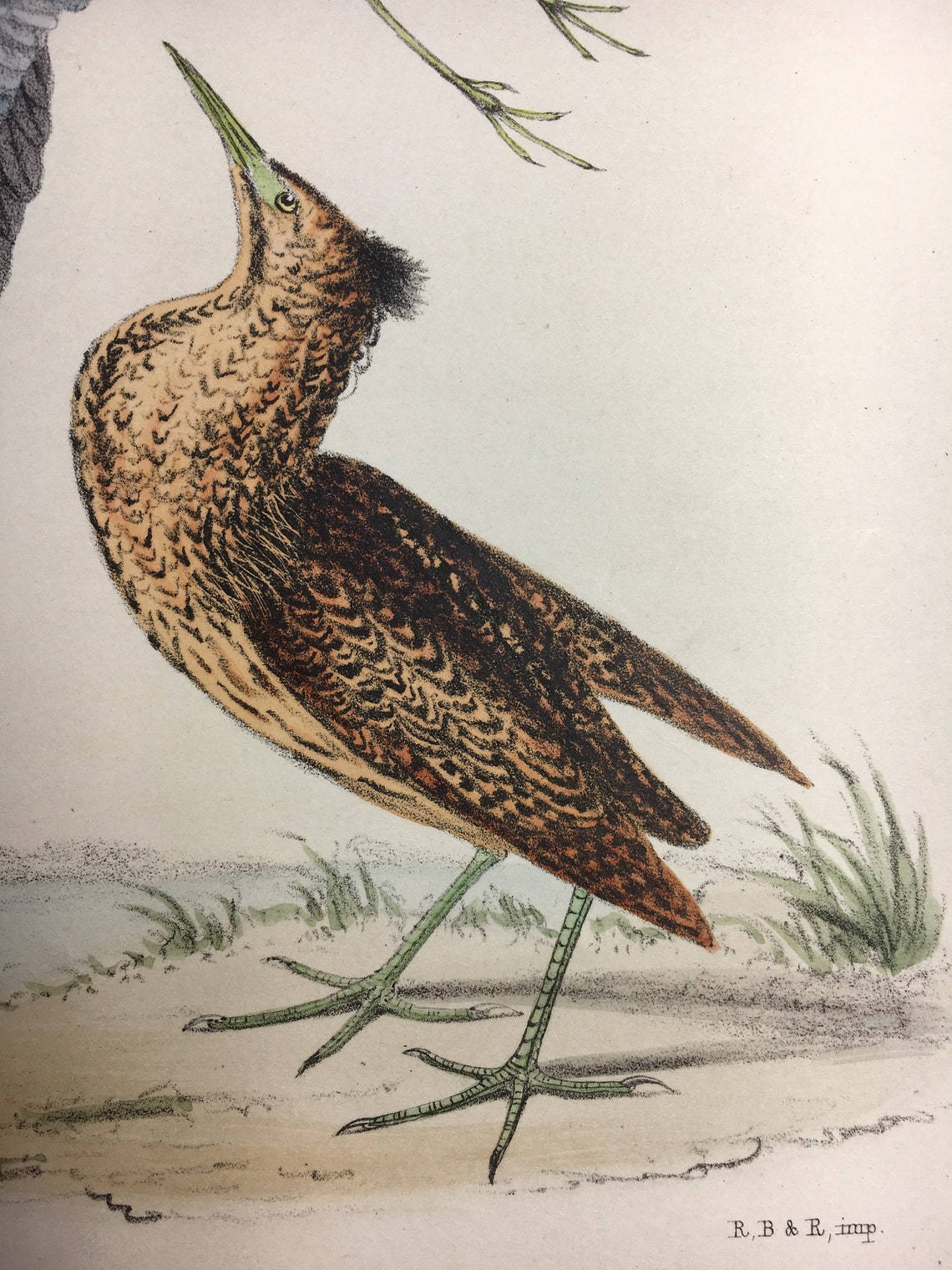 Antique Rare Bird Print Handcoloured Recently Mounted C1849 Animal