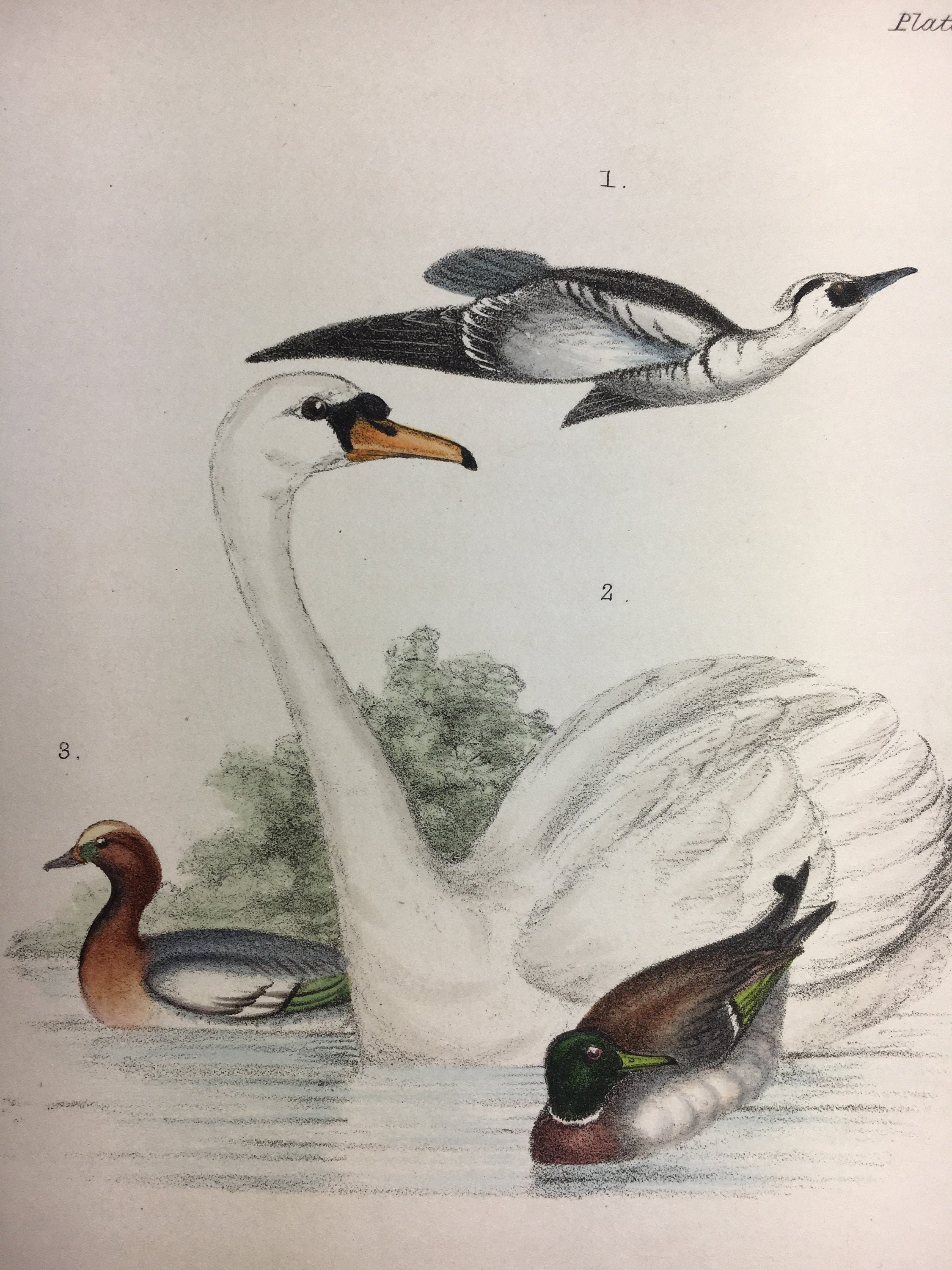 Antique Rare Bird Print Handcoloured Recently Mounted C1849 Etsy UK