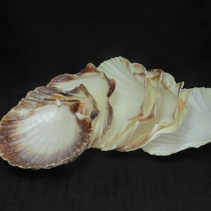 9 Large Natural Scallop Sea Shells For Crafting