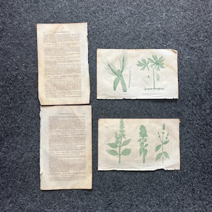 Original 1895 Botany Victorian Era Horticultural Gardening Pages, Plant Wall Decor, Gift for Her, Feminist Witch Gifts, Alternative Medicine