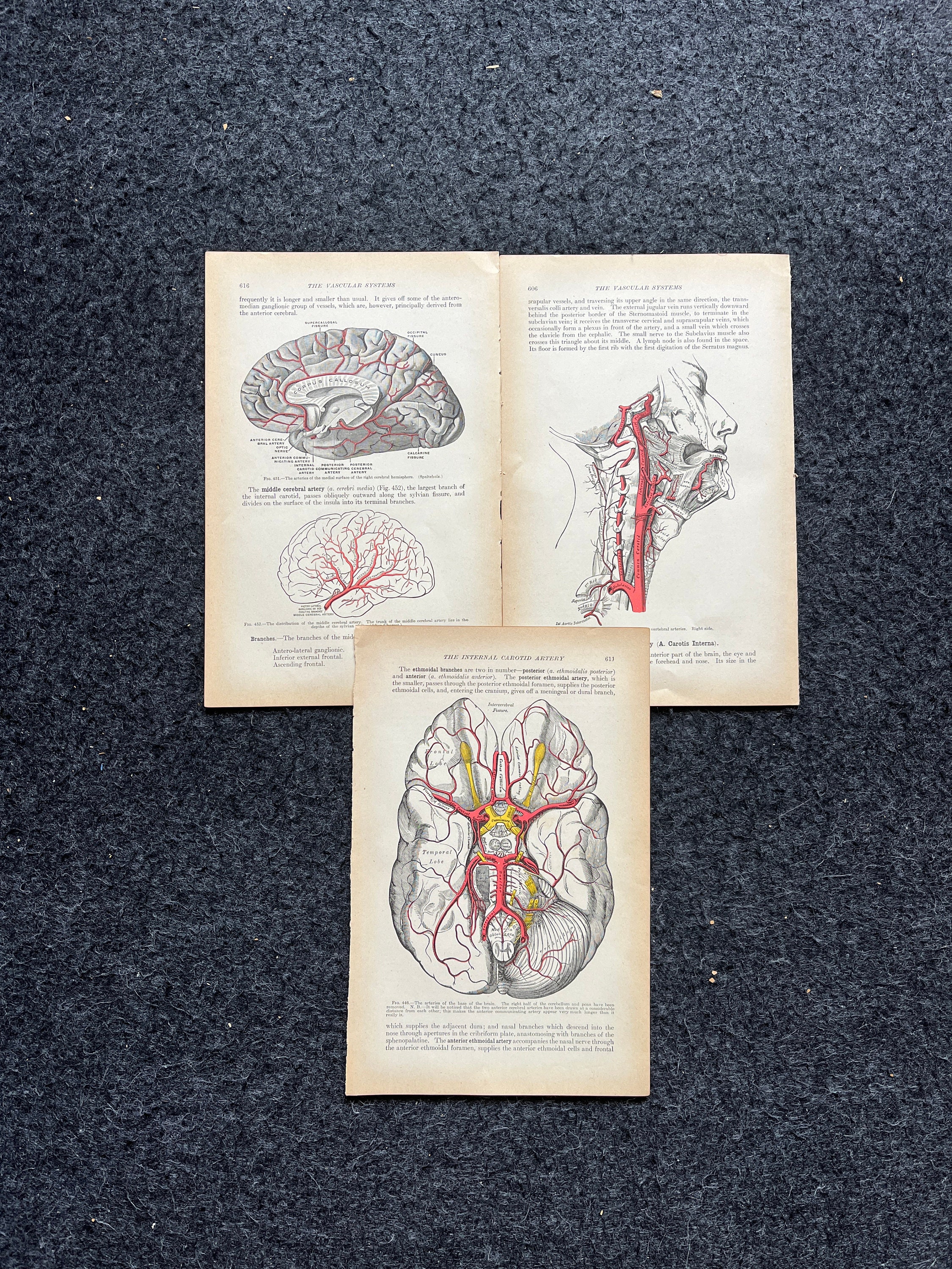 Original 1913 Anatomy Pages of Human Body, Anatomy Physiology Textbook ...