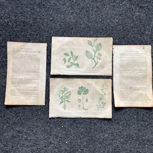 Original 1895 Botany Victorian Era Horticultural Gardening Pages, Plant Wall Decor, Gift for Her, Feminist Witch Gifts, Alternative Medicine
