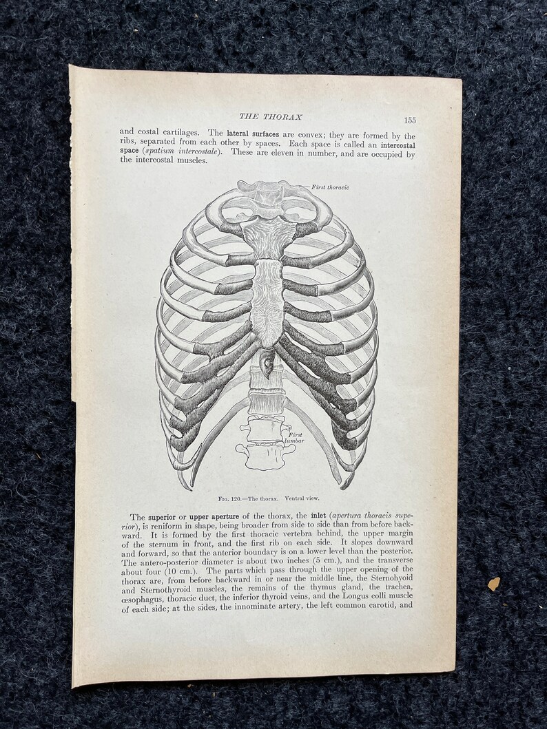 Original 1913 Anatomy Pages of Human Body, Anatomy Physiology Textbook ...