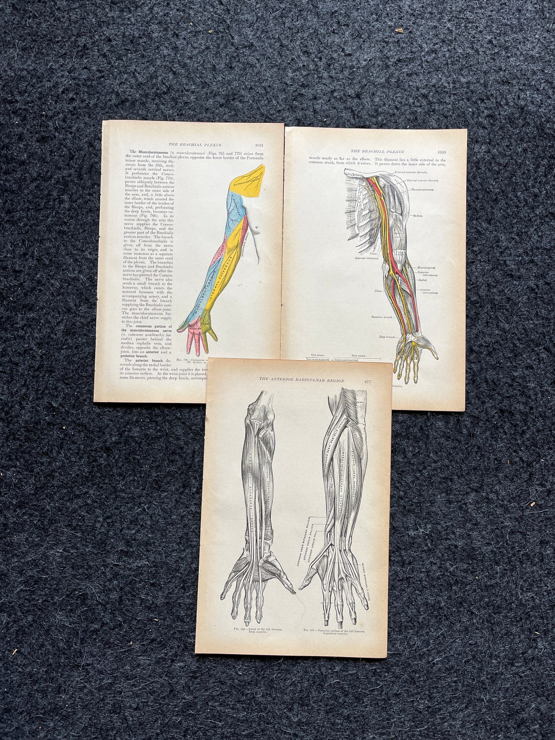 Original 1913 Anatomy Pages of Human Body, Anatomy Physiology Textbook ...