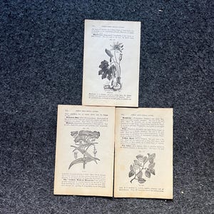 Original 1847 Botany Victorian Era Horticultural Gardening Pages, Plant Wall Decor, Gift for Her, Feminist Witch Gifts, Alternative Medicine