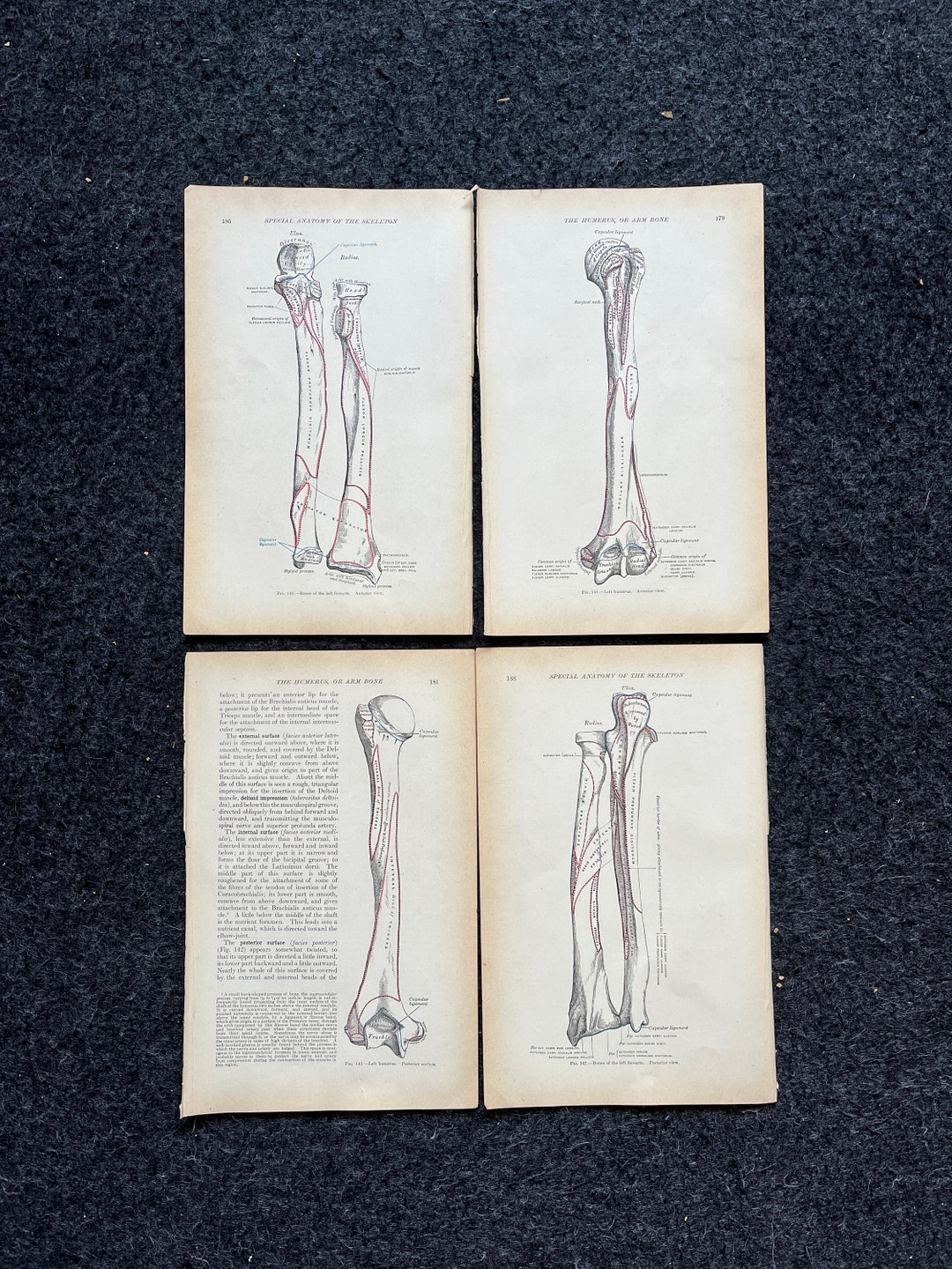 Original 1913 Anatomy Pages of Human Body, Anatomy Physiology Textbook ...