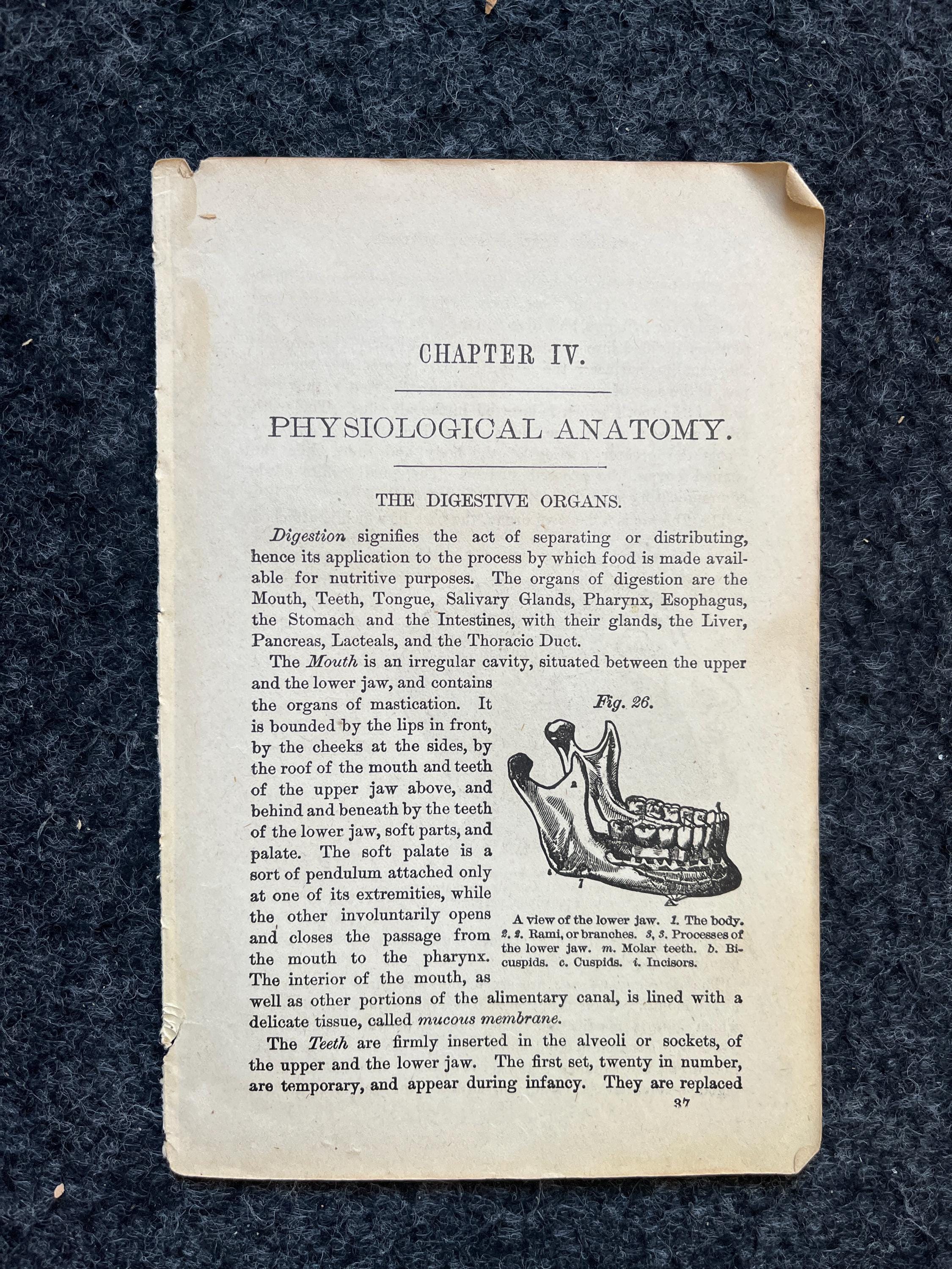 1848 Anatomy Print: Antique Medical Textbook Page - Etsy