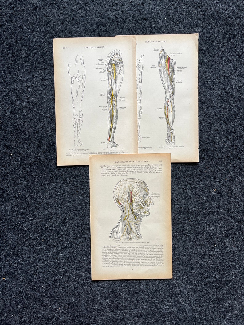 Original 1913 Anatomy Pages of Human Body, Anatomy Physiology Textbook ...