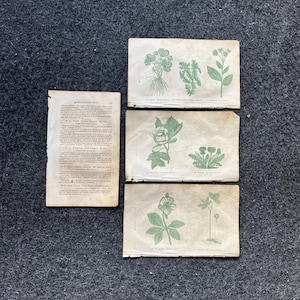 Original 1895 Botany Victorian Era Horticultural Gardening Pages, Plant Wall Decor, Gift for Her, Feminist Witch Gifts, Alternative Medicine