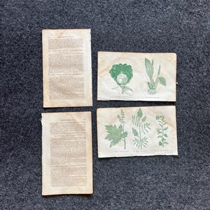 Original 1895 Botany Victorian Era Horticultural Gardening Pages, Plant Wall Decor, Gift for Her, Feminist Witch Gifts, Alternative Medicine