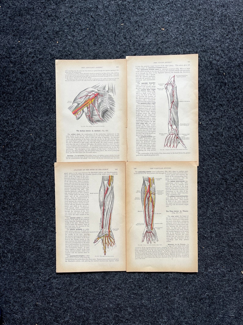Original 1913 Anatomy Pages of Human Body, Anatomy Physiology Textbook ...