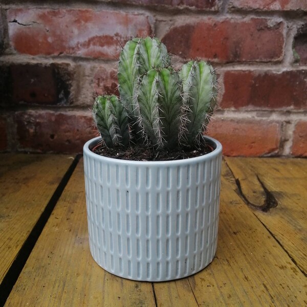 Live cactus plant // in Blue textured container pot