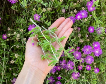 Purple Ice Plant Cutting | Lampranthus| Succulent Ground Cover | Easy to grow