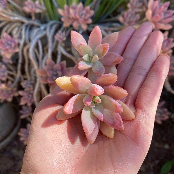 Darley Sunshine Succulent Plant Cutting | Graptosedum Carnicolor | Pink Red Succulent | Rare Succulent | Pack of 2 | Pack of 4