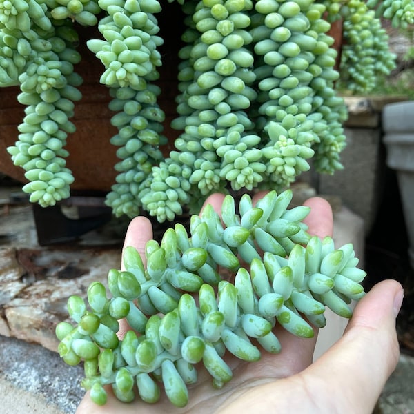 Donkey Tail Succulent | Cola de Burro, donkey tail rare | Sedum morganianum ‘Burrito’ | Succulent cut | Succulent live hanging plant