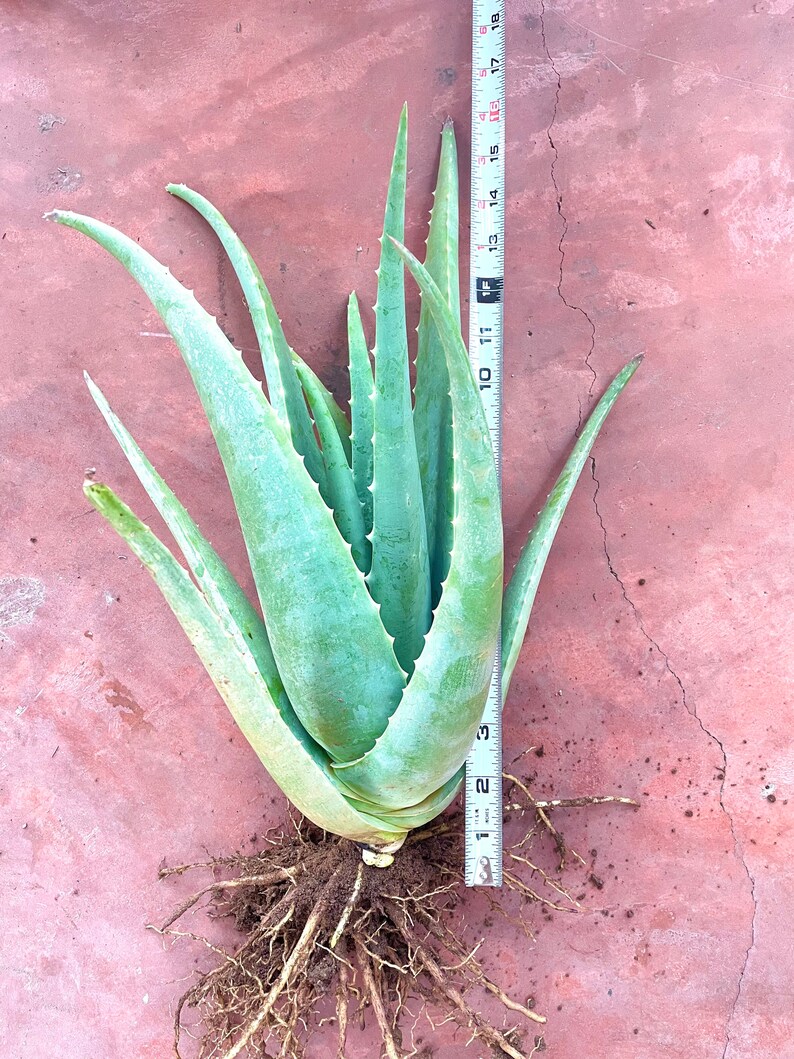 Aloe Vera Plant Medicinal Aloe Plant Barbadensis Miller Etsy