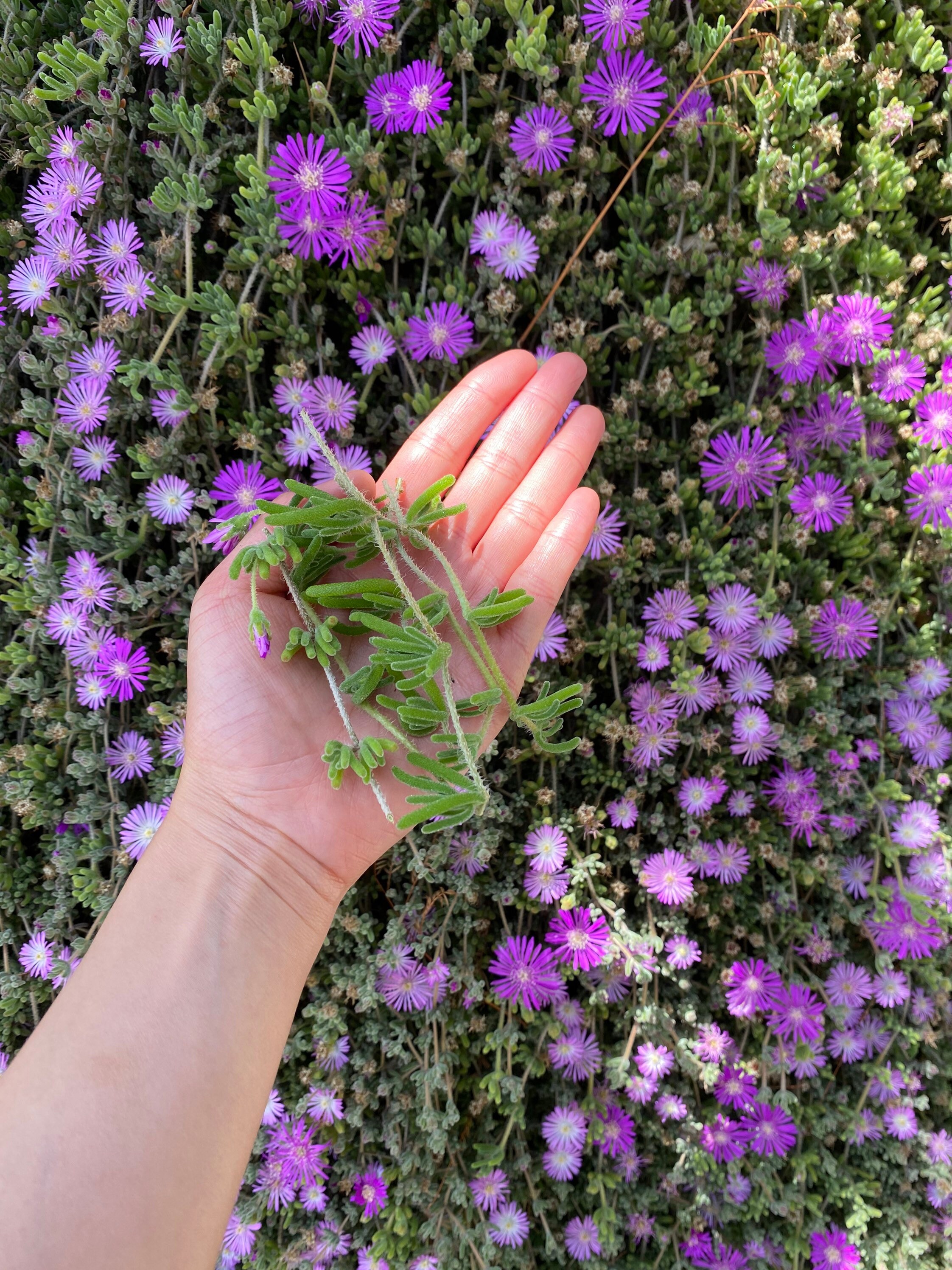 Purple Ice Plant Cutting Delosperma Cooperi Succulent   Etsy